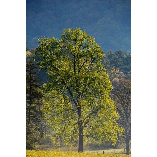 Tennessee Tree in morning light in field at Cades Cove